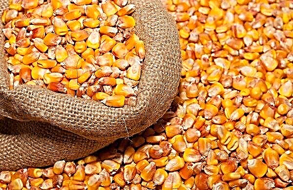 Maíz para palomitas de maíz: lo que se necesita, variedades, cómo cocinar, video