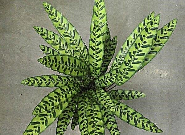 Calathea Lansifolia: opis a charakteristika rastliny, pestovanie a starostlivosť doma, foto