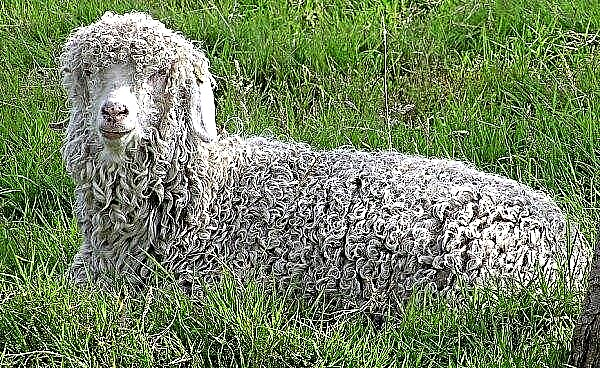Angoraziege: Beschreibung und Eigenschaften von Ziegen, Unterschiede zu anderen Arten, Merkmale der Pflege und Pflege, wie man Wolle bekommt, Foto