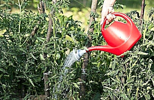 Cara menyiram tomat di rumah kaca dan di tanah terbuka: berapa banyak dan seberapa sering, metode penyiraman utama