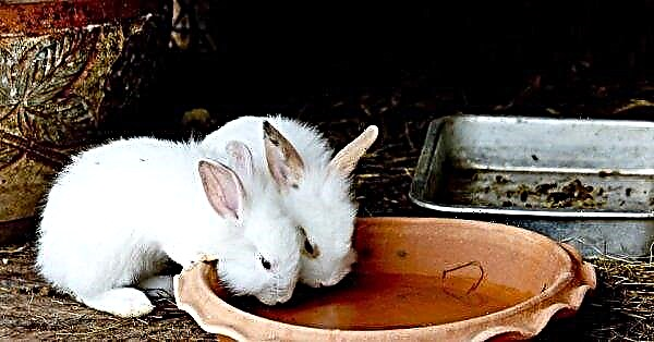 Mjölksyra för kaniner: instruktioner och användningsmetoder för behandling och förebyggande av sjukdomar, dosering och proportioner, vad som kan ersättas