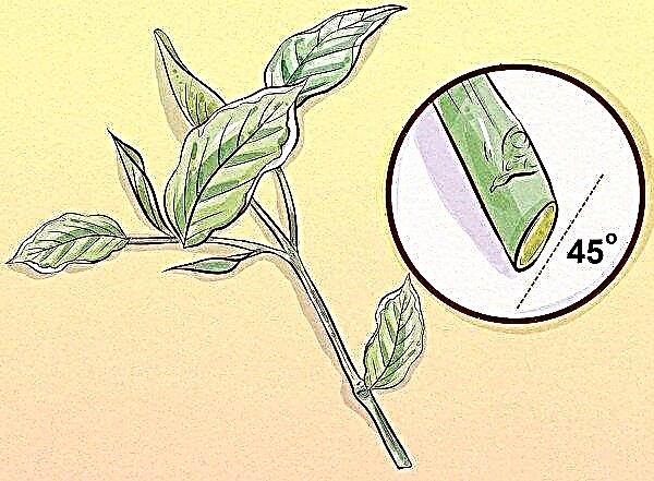 Weigela early: photo et description des arbustes ornementaux, plantation et entretien, reproduction