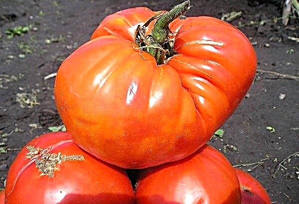 Tomato King of the Giants: ciri dan keterangan mengenai variasi, foto, hasil, penanaman dan penjagaan