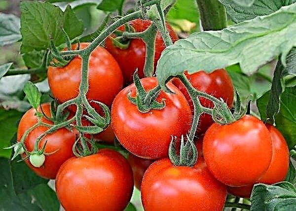 Çeşitli domates Yaz Bahçesi F1: özellikleri ve tanım, özellikle ekim, büyüyen ve bakım, fotoğraf