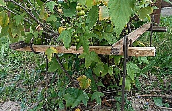 DIY currant supports with a photo: making fences for bushes in the country