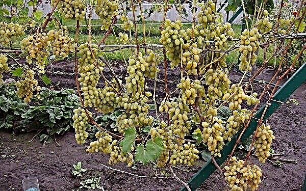 Verão das uvas Moscatel: descrição e características da variedade, cultivo e cuidado, foto