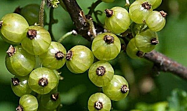 Currant green fruit varieties Snezhnaya Koroleva: appearance and description, photo