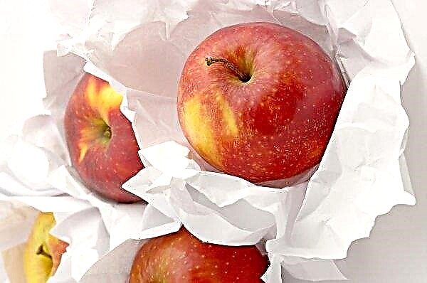 كيفية تخزين التفاح في المنزل: طرق وشروط التخزين طويل المدى للتفاح الطازج لفصل الشتاء