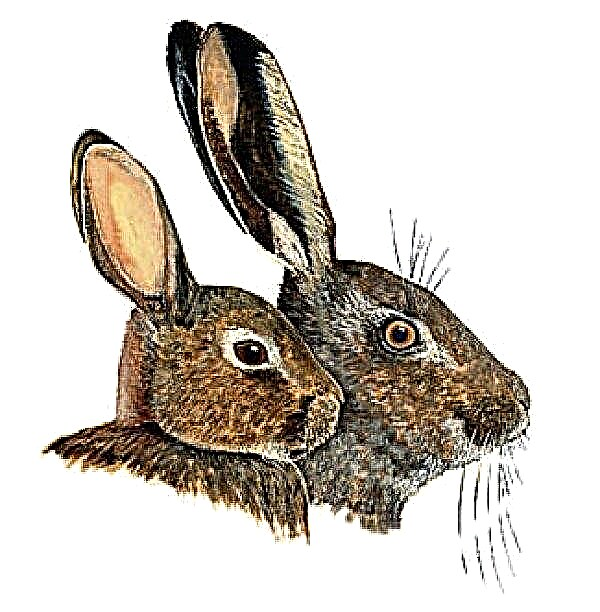 What is the difference between a hare and a rabbit: the difference in appearance, photo, crossing