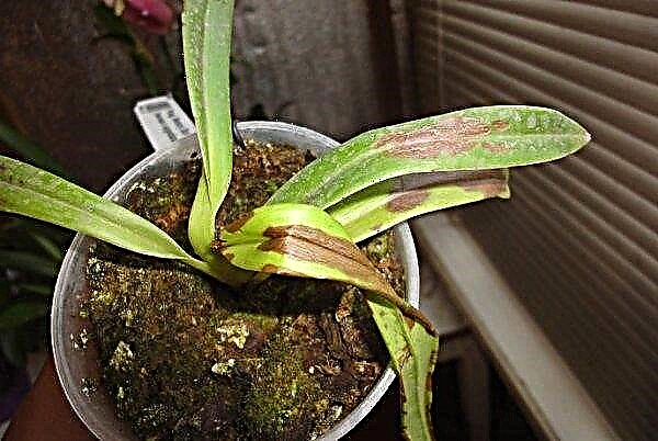 Chausson Orchid Venus: description avec photo, soins à domicile