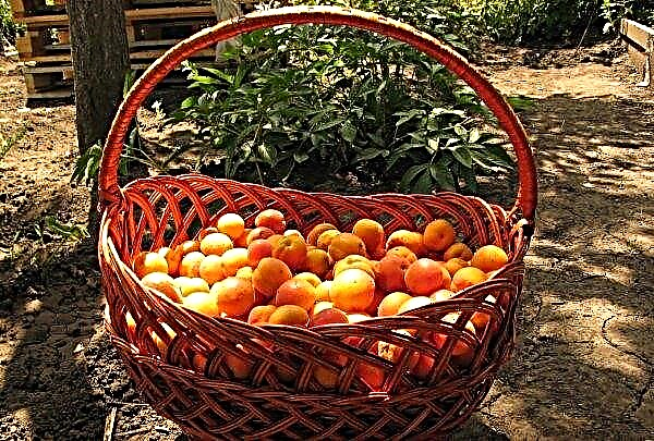 Abricot: plantation et entretien, comment planter en pleine terre, instructions pas à pas, dates de plantation