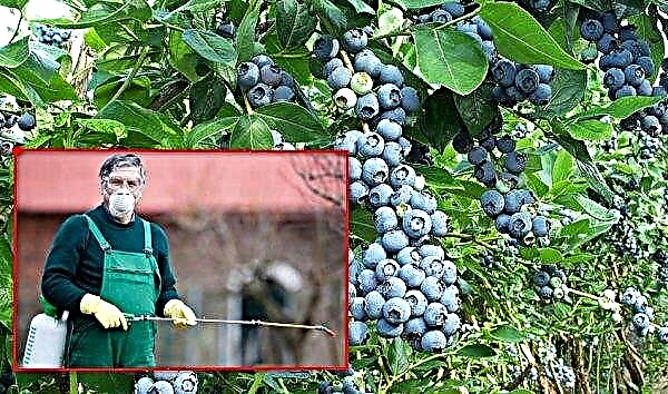 Skema untuk memproses blueberry di kebun musim semi dari penyakit dan hama, penyakit daun dan batang, pengobatannya, foto