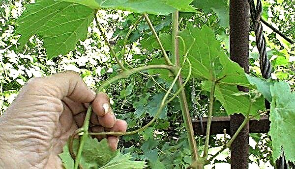 Grape pruning in the middle lane in summer: tips for beginners, care in June, July, August