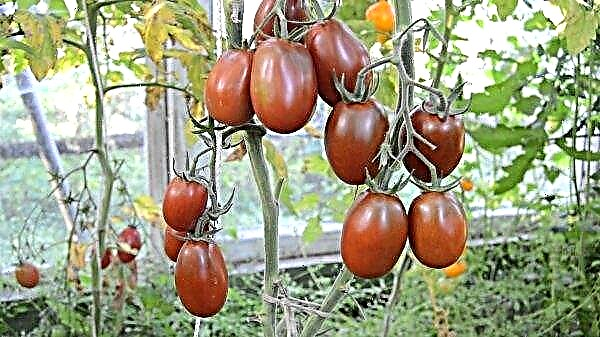 Descrição da variedade de tomate Black Moor, comentários com fotos, plantio e cuidados