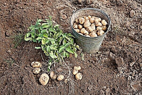 How much potatoes grow from planting to harvesting: maturity, harvesting features, photos