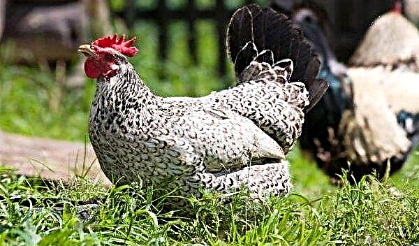Borkovskaya barbarian breed of chickens: description, photo, care and feeding