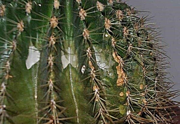 Echinocactus gruzoni: îngrijire la domiciliu, fotografie, înflorire, udare, transplant