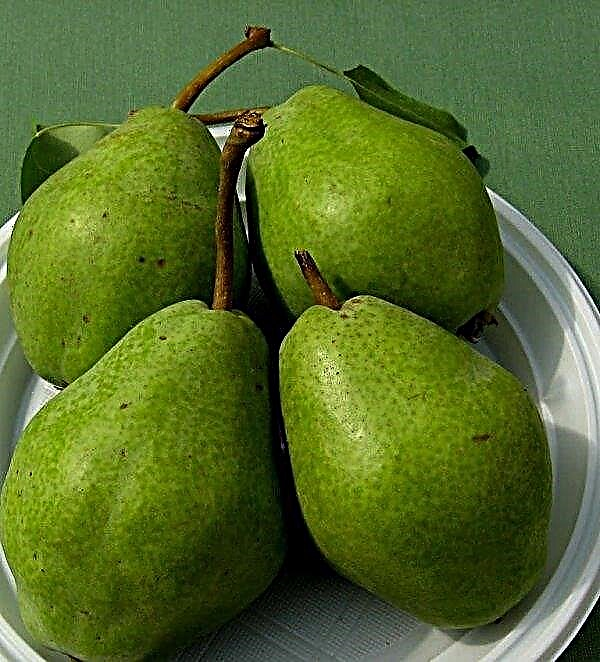Pear "Sverdlovchanka": description, selection history, pros and cons, planting and care, photo