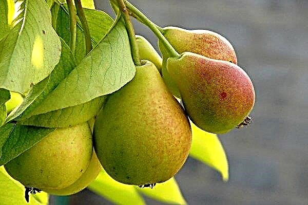 Pear Tenderness: characteristics and description of the variety, especially planting and tree care, photos