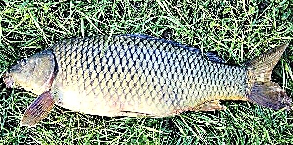 Hybrid carp and crucian carp: the name of the mixture of fish, photos and names of other hybrids of cyprinids