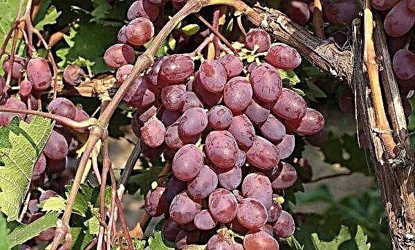 Bescherming van druiven tegen wespen: tassen, gaas, folkremedies