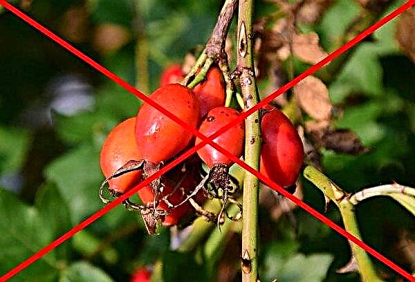 Rosehip for weight loss: recipes and reviews, how to drink, beneficial properties for women, diet for 7 and 10 days
