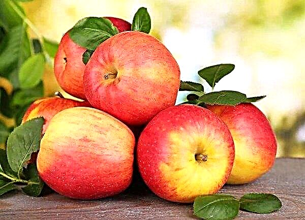 Jabłoń Srebrny kopyto: opis i charakterystyka, harmonogram i schemat sadzenia, funkcje pielęgnacyjne, zdjęcia
