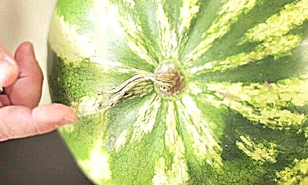 البطيخ الناضج: هل من الممكن تناول الطعام ، وكيفية تحديد التجاوز ، وكيفية اختيار النضج