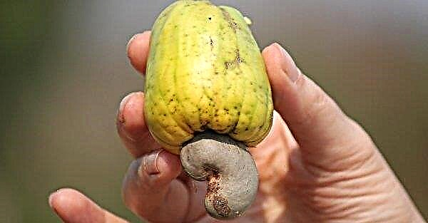 Kešu ořechy: kolik můžete denně jíst, prospěšné vlastnosti a poškození ořechů v těle