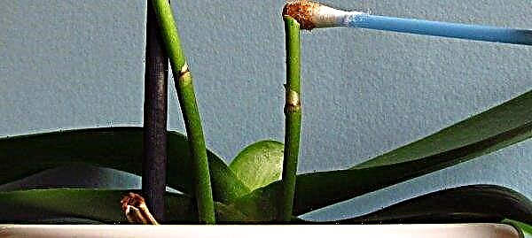 집에서 난초를 다시 생기는 방법 (뿌리없이, 잎없이) : 회복 방법, 관리 기능, 비디오