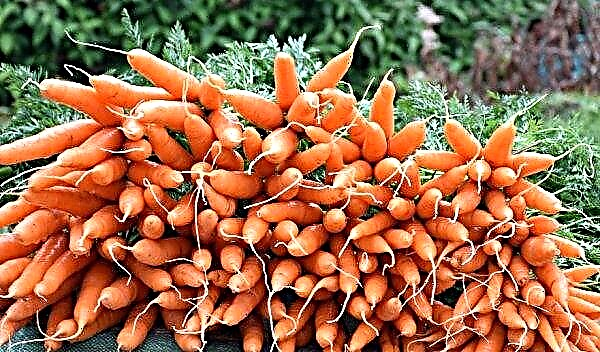 Karotten ernten: Regeln und Fristen, wie man Karotten sammelt und für die Lagerung für den Winter vorbereitet, Video
