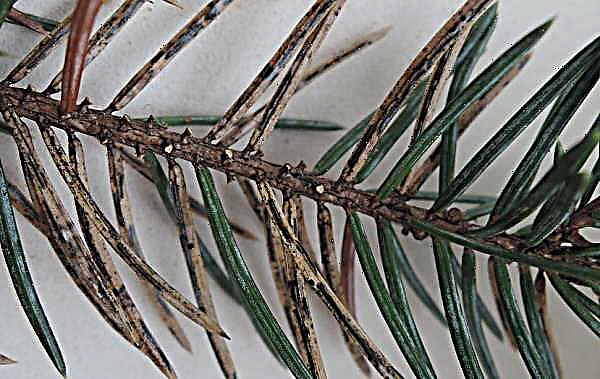 शीतकालीन गोल्ड पाइन: पेड़ का विवरण, रोपण और देखभाल, प्रजनन, रोग और कीट, परिदृश्य डिजाइन