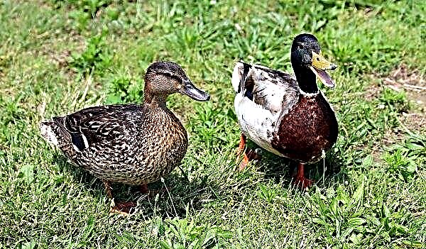 How to distinguish a duck from a drake: methods for different breeds and colors