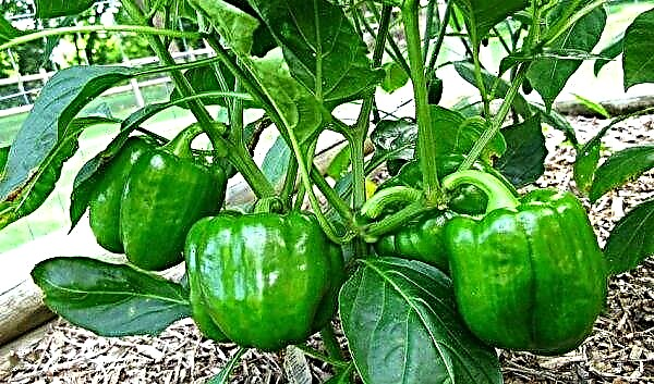 Pepper does not grow or grows poorly: why and what to do
