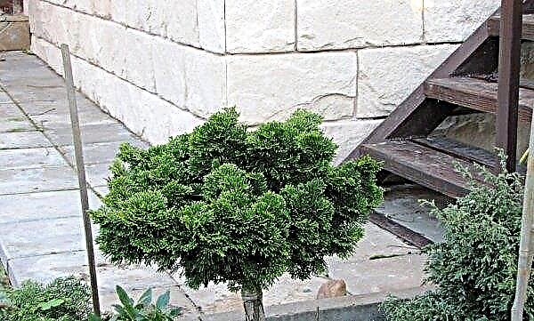 Dum cypress Nana Gracilis (Chamaecyparis obtusa Nana Gracilis): plantering och skötsel, beskrivning med foton, recensioner, användning i landskapsdesign
