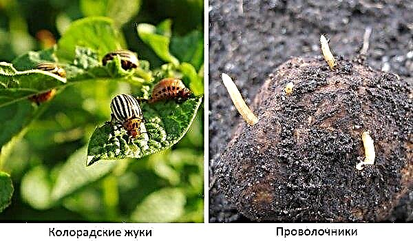 أصناف البطاطس ميرلوت: الوصف والخصائص النباتية ، الزراعة والرعاية ، الصورة