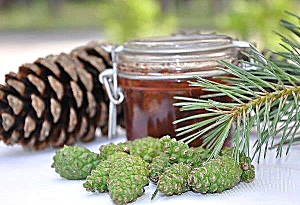 Pine cones for cough: how to take medicine for children and adults, syrup, jam, broth and tincture