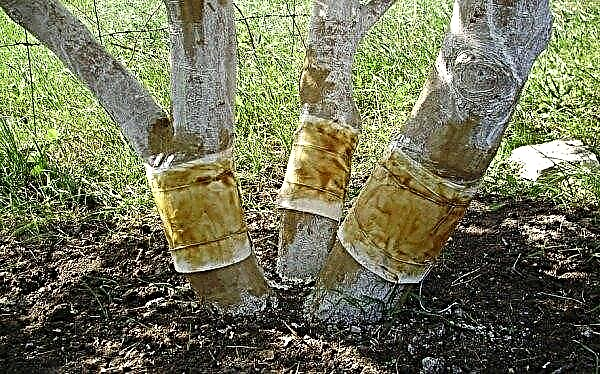 شجرة التفاح السكر أركاد: الوصف النباتي والاختلافات الرئيسية ، الظروف المثلى للنمو ، الصورة