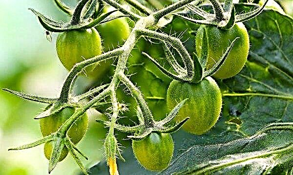 Why tomatoes bloom, but there is no ovary, in a greenhouse and open ground