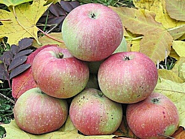 شجرة التفاح Medunitsa: وصف وخصائص الصنف ، وخاصة الزراعة والرعاية ، الصور