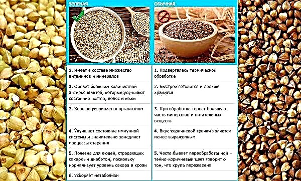 الحنطة السوداء الخضراء: الفوائد والمضار ، التركيب الكيميائي والسعرات الحرارية ، الخصائص المفيدة وموانع الصحة ، كيفية الطهي لفقدان الوزن