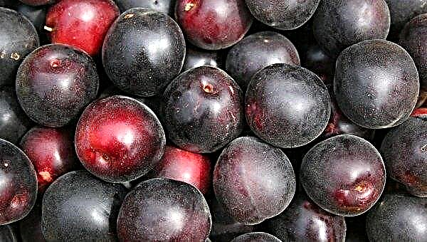 Apricot Black Velvet: descripción y características de la variedad, características de cultivo y cuidado, foto