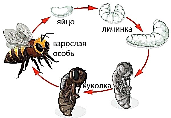 Eine Biene ist ein Insekt oder nicht: Beschreibung und Charakterisierung, Fortpflanzung und Lebenserwartung