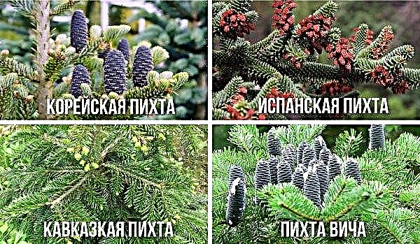 Balsamic fir Piccolo (Abies balsamea Piccolo): الوصف والصورة ، والغرس والعناية ، ومقاومة الصقيع للارتفاع والصقيع