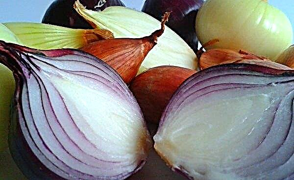 Los beneficios de las cebollas para el cuerpo de los hombres: blanco y rojo, verde y cebolla, frito y horneado, hervido y crudo.
