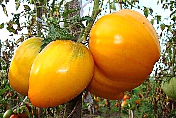 Large varieties of tomatoes for greenhouses: the most productive, sweet, description and their characteristics