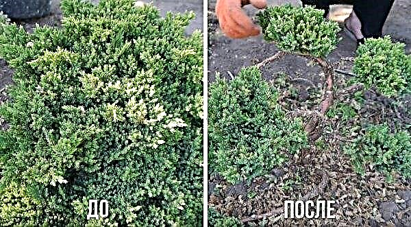 Nivaki and bonsai from juniper: how to do it yourself from ordinary, care, how to cut, how to sprout seeds