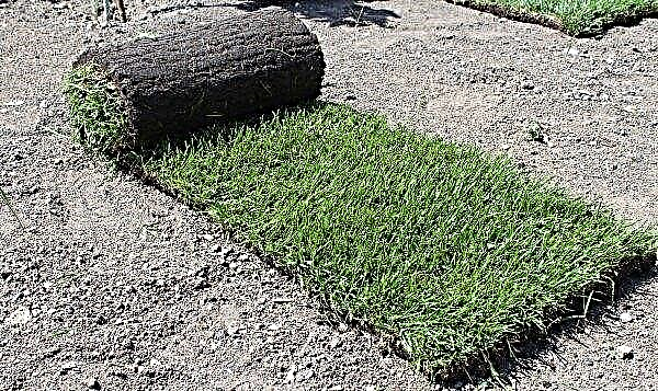 Tailles d'une pelouse en rouleau: épaisseur, largeur et hauteur standard, combien de mètres dans un rouleau et son poids