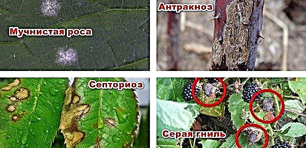 Reparando variedades de amora-preta Gigante: descrição com fotos, plantio, cultivo e cuidados