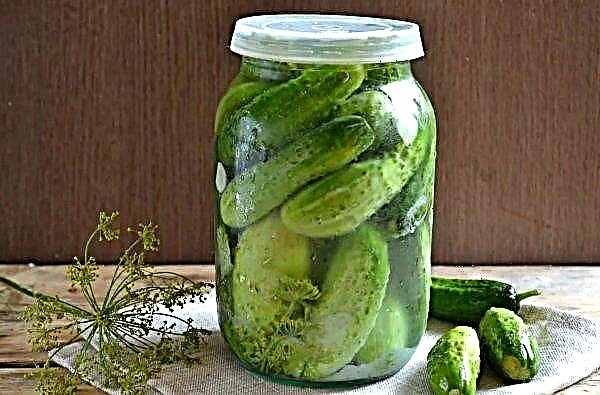 How to pickle large cucumbers: pickling recipes in jars for the winter